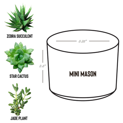 Mini Desk Plant Pot Trio