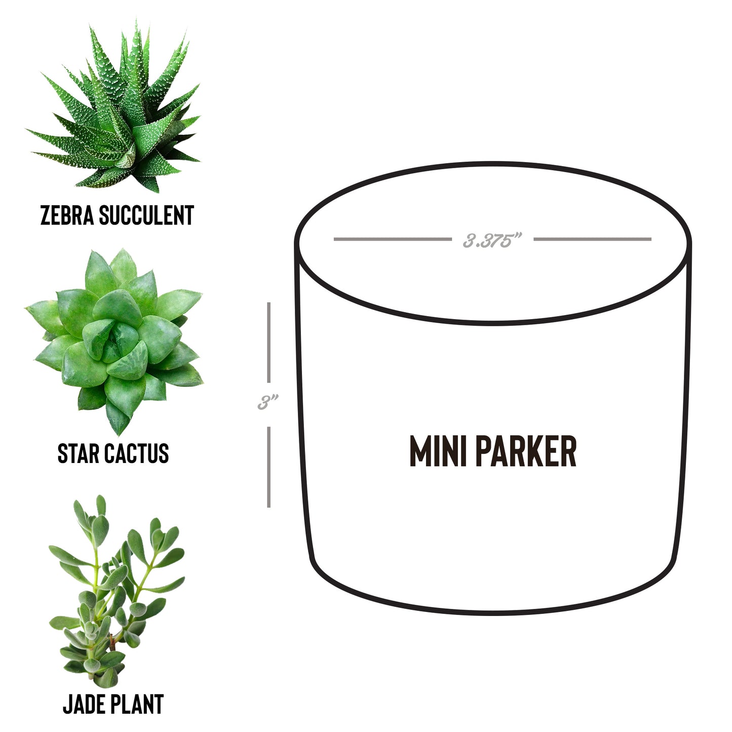 Mini Desk Plant Pot Trio
