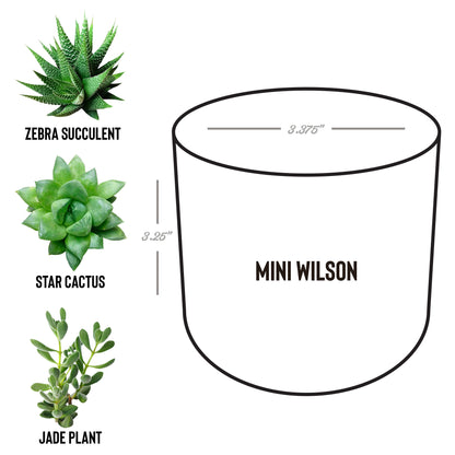 Mini Desk Plant Pot Trio